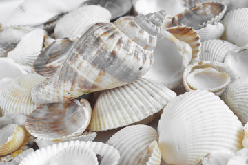Sea shells on white