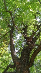 Albero del giuggiolo
