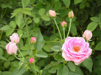 Beautiful pink rose in a garden