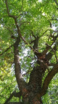 Albero del giuggiolo