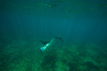 Diving with giant oceanic manta ray
Batu Lumbung (Manta Point), Indonesia
