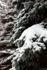 Fototapeta na wymiar snow lies thick on the branches of the Christmas tree