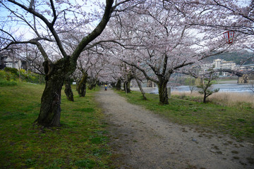 iwakuni sakura