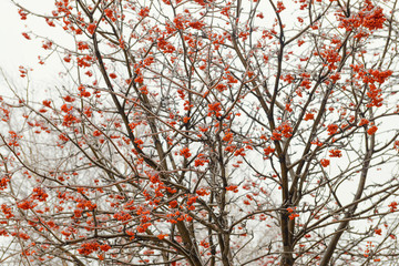 freezing rain on the branches and a bunch of rowan