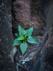 Little Bodhi tree growth up on sand stone at Phimai historical p