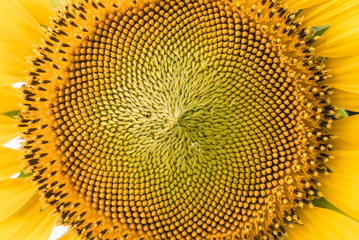 Beautiful Color and texture center of a sunflower.