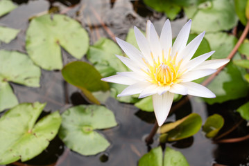 White lotus in a pound.