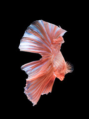 Fototapeta na wymiar Colorful Betta fish,Siamese fighting fish in movement isolated o