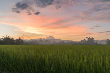 Fototapeta na wymiar rice filed at sunset