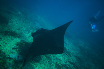 Diving with giant oceanic manta ray
Batu Lumbung (Manta Point), Indonesia
