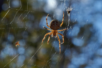 Cross tee spider in its network.