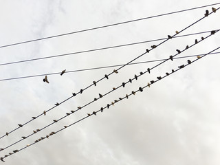 Birds on a electrical  wire.