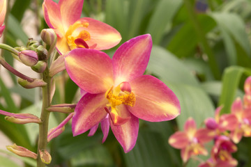 Fototapeta na wymiar Beautiful orchid flowers : selective focus.
