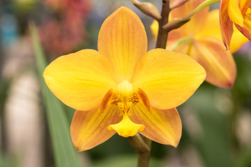 Yellow orchid flower : selective focus.