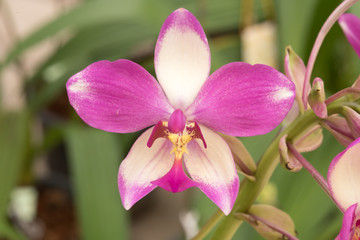Fototapeta na wymiar Beautiful purle orchid flowers : selective focus.