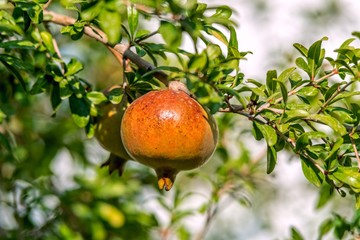 Pomegranate (Punica granatum, thap-thim, buah delima, delima, granada) on a pomegranate tree.
