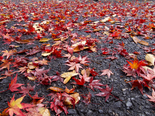 道路一面に落ちた紅葉