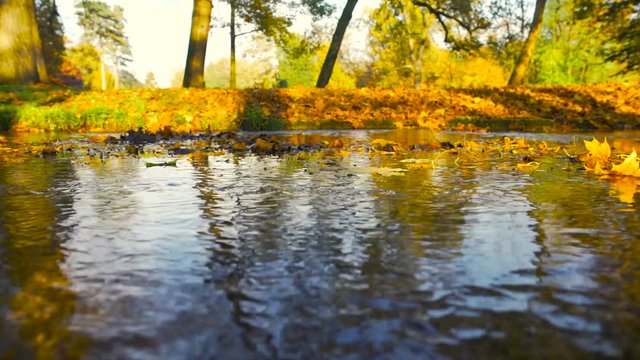 Water flowing and trees in a beautiful park in autumn