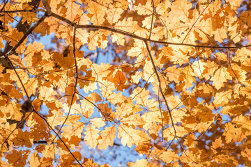 Fall leaves background