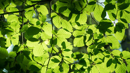 Leaves backlit by sun