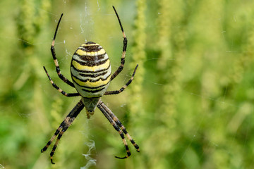 Wasp spider and its web
