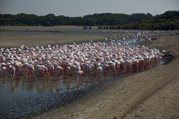 Naklejka premium Ras Al Khor Wildlife Sanctuary
