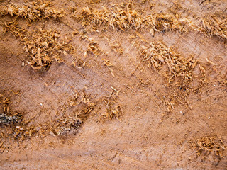 wood texture background
