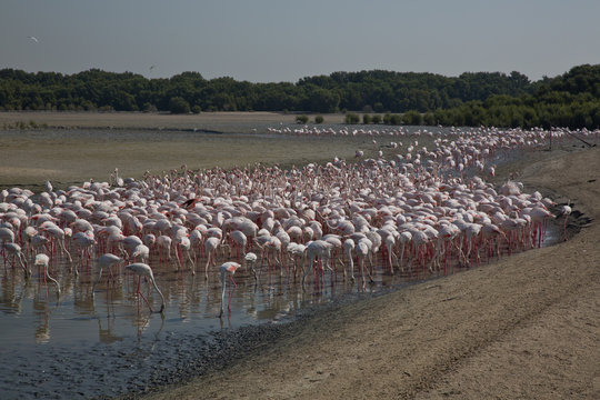 Ras Al Khor Wildlife Sanctuary