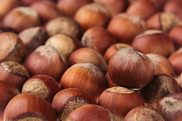 Hazelnut background. Pile of selected hazel close-up. For vegetarians.