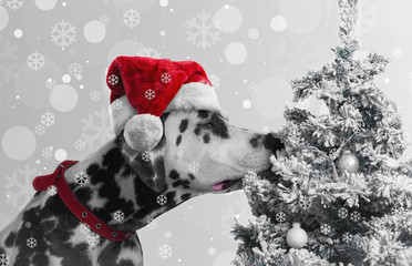 Black and white spotted dog breed Dalmatian in Santa Claus hat