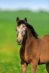 Foal portrait on spring pasture 