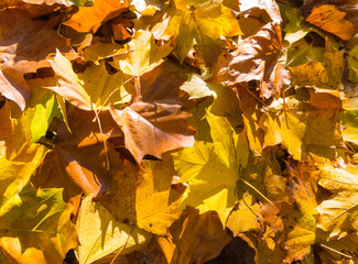 Autumn Leaves - a group of leaves on the floor of a forest in Autumn