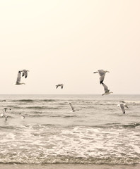 Seagulls on the beach, sepia toned image.