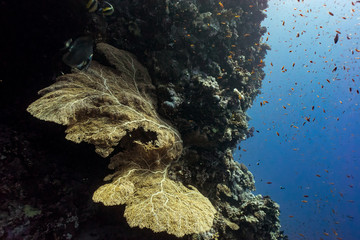 giant gorgonian seascape