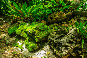 Green moss on the stone with Asplenium nidus plant