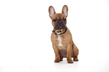 Brown French bulldog