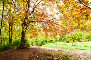 Fototapeta premium Bukowy las na zboczach Karpat w złotej jesieni