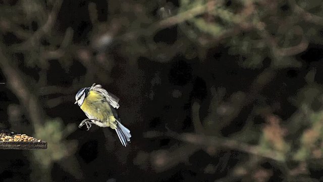 Blue Tit, parus caeruleus, Adult in Flight, Flying to Trough, Normandy, Slow motion