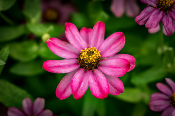 Red and Yellow flower on green background