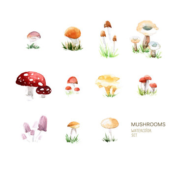 Vector set of watercolor mushroom elements on white background.