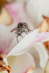 Fly on the pink flower