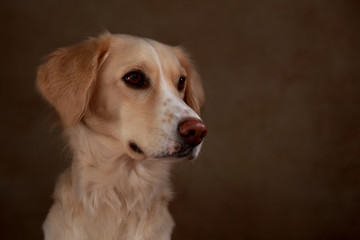 Golden Retriever Mix im Studio