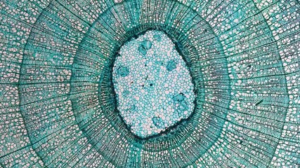 High resolution light photomicrograph of tilia stem cross section seen through a microscope