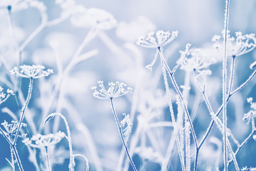delicate openwork flowers in the frost. Gently blue frosty natural winter background. Beautiful winter morning in the fresh air. Soft focus.
