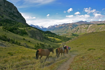 horses in Patagonia near el chalten, Argentina