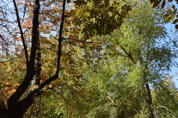 Bosques