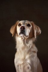 Golden Retriever Mix im Studio