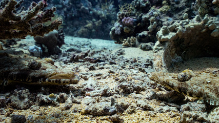 crocodile fish couple