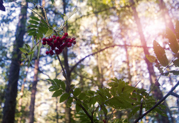 rowan berries