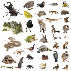 european wildlife in studio